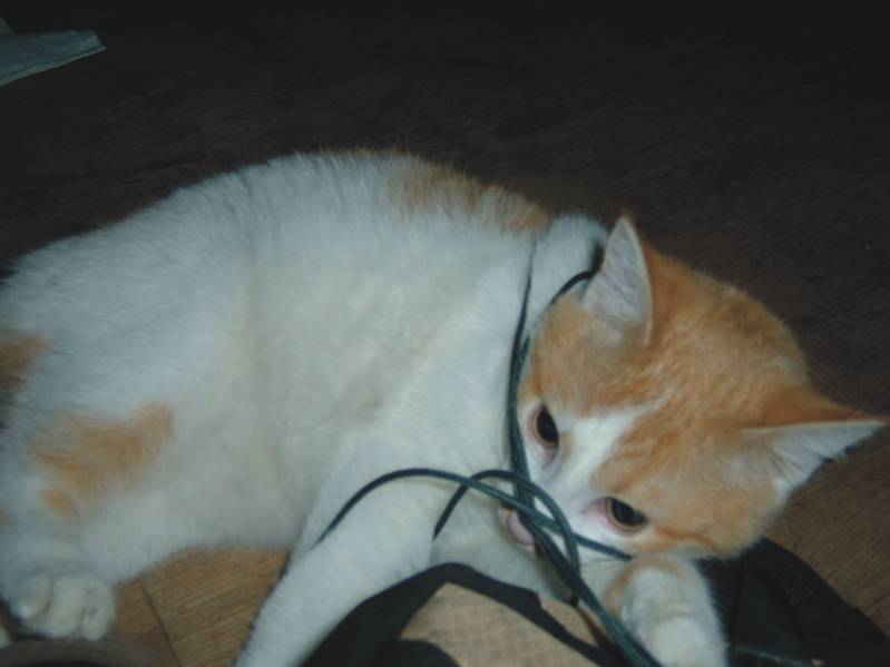 ali 1.jpg